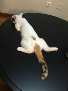 猫猫爆料视频,揭秘视频背后的趣味瞬间  第3张