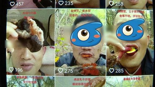 野生菌爆料视频播放,视频揭秘菌类世界奇观  第1张