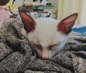 捡来的猫男友在线观看,在线观看揭开奇幻爱情之谜  第2张